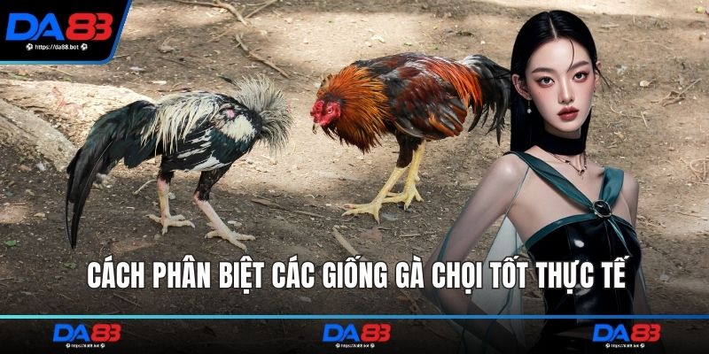 Cách phân biệt các giống gà chọi tốt thực tế