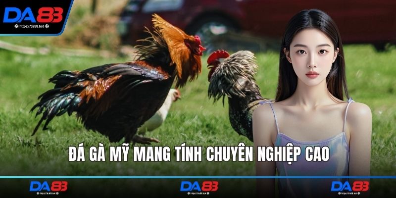 Đá gà mỹ mang tính chuyên nghiệp cao