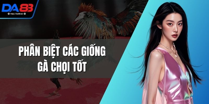 Phân Biệt Các Giống Gà Chọi Tốt Chuẩn, Chọn Kê Bền Bỉ